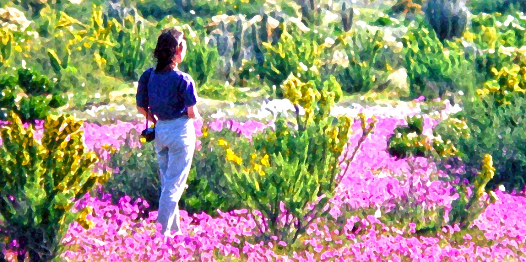Friend Marvelling at the Atacama in Bloom (Chile)