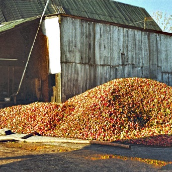 Burrow Hill - Apple Heap